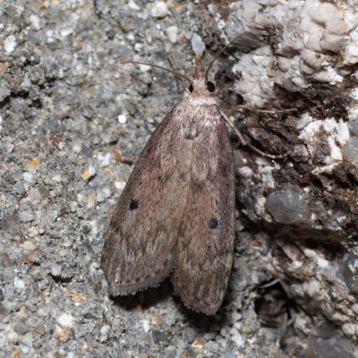 Aphomia sociella (zavíječ cizopasný), SK, Štôla