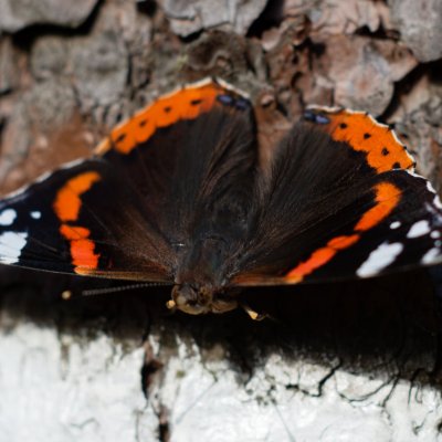 Vanessa atalanta (babočka admirál), Žebětín