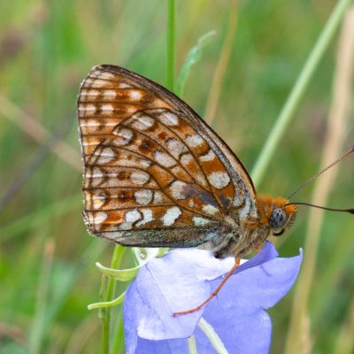 Argynnis niobe (perleťovec maceškový), SK, Nová Polianka