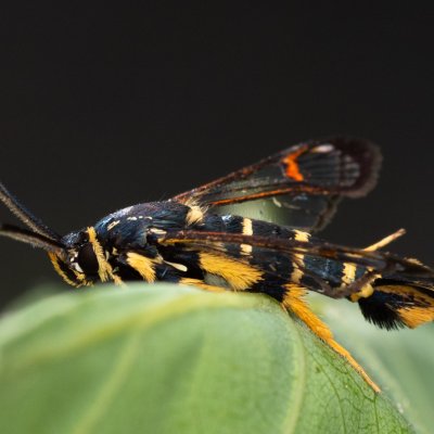 Synanthedon vespiformis (nesytka roupcová), Kamenný vrch