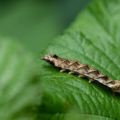 Thyatira batis (můřice očkovaná), Podkomorské lesy
