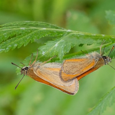 Thymelicus sylvestris (soumračník metlicový), SK, Štôla