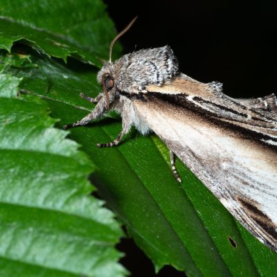 Pheosia tremula (hřbetozubec osikový), Augšperský potok