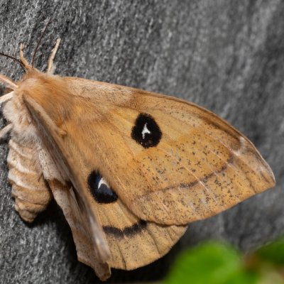 Aglia tau (martináč bukový), Augšperský potok