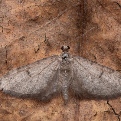 Eupithecia indigata (píďalička jedlová), PR Pavlovské mokřady