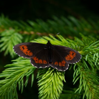 okáč , SK, Jamrichovo rázcestie, Tatry