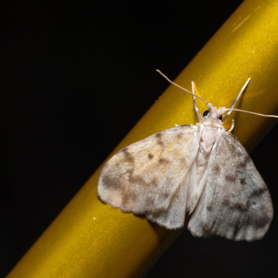 Nudaria mundana (lišejníkovec průsvitný), Hády