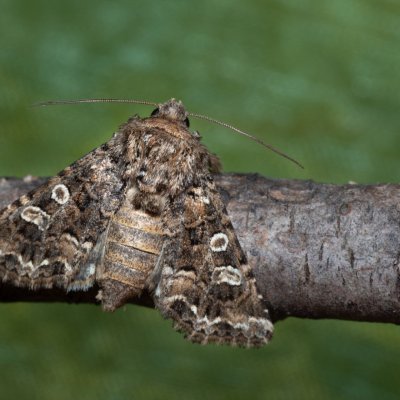 Hadena perplexa (můra tobolková), NPP Červený kopec