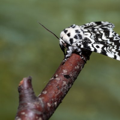 Panthea coenobita (běloskvrnka smrková), Devět křížů