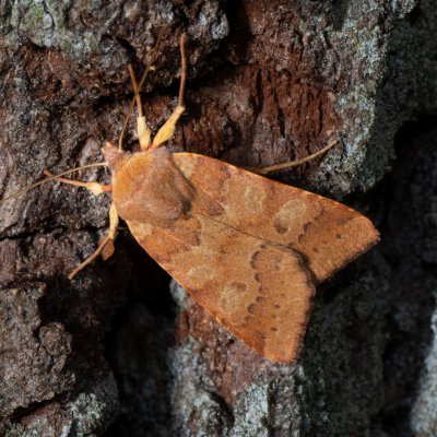 Agrochola helvola (polnice hnědá), Žebětín