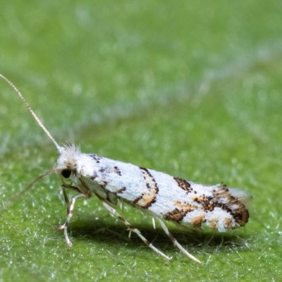 Phyllonorycter acerifoliella (klíněnka javorová), PP Střelický les