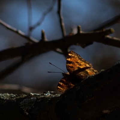 Nymphalis polychloros (babočka jilmová), PP Augšperský potok