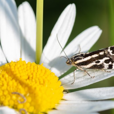 Emmelia trabealis (světlopáska svlačcová), Čebínský kopec
