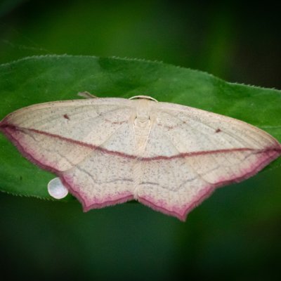 Timandra comae (žlutokřídlec šťovíkový), Podkomorská myslivna