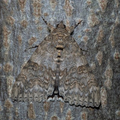 Catocala nupta (stužkonoska olšová), Augšperský potok