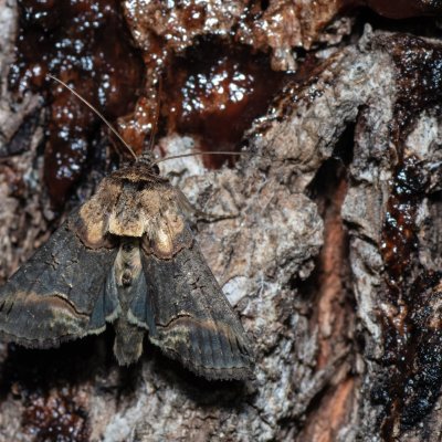 Abrostola sp., Devět křížů