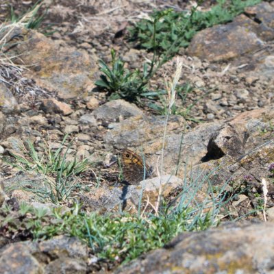 Lasiommata megera (okáč zední), NPR Mohelenská hadcová step