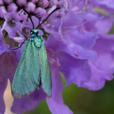 Adscita sp., IT, Cinque Torri, Jižní Tyrolsko