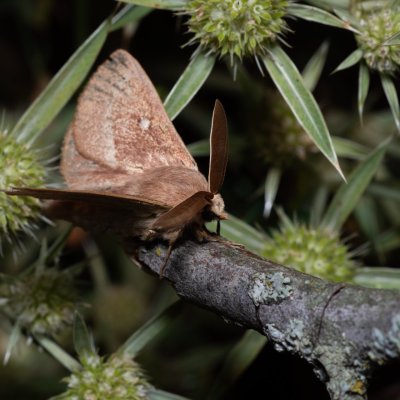 Lasiocampa trifolii (bourovec jetelový), PP Na cvičišti