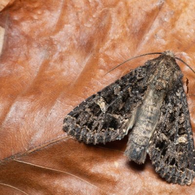 Apamea furva (šedavka temná), Žebětín