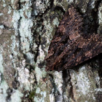 Mniotype satura (pestroskvrnka zimolezová), Žebětín