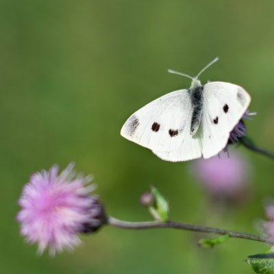 Pieris rapae (bělásek řepový), Trosky