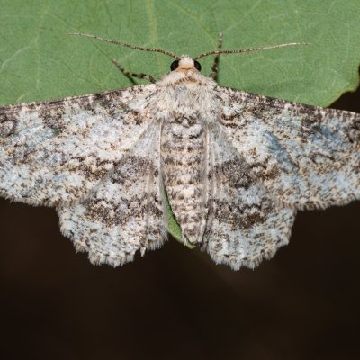 Ascotis selenaria (různorožec pelyňkový), Kývalka