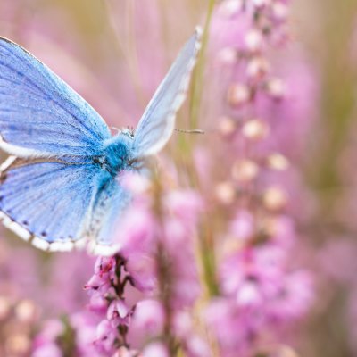 Polyommatus bellargus (modrásek jetelový), PR Biskoupský kopec