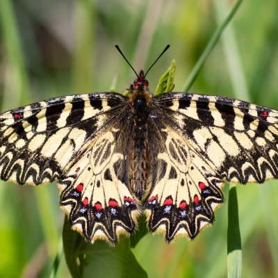 Zerynthia polyxena (pestrokřídlec podražcový), Biskoupky