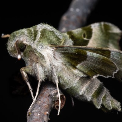 Proserpinus proserpina (lišaj pupalkový), Hády