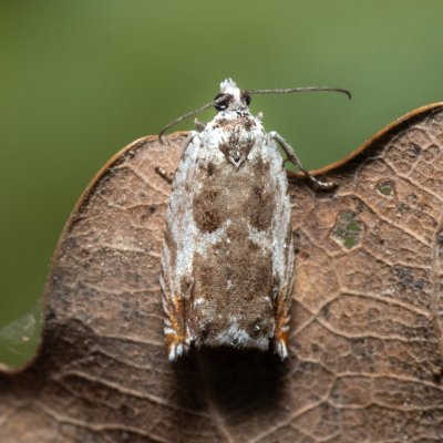 Ancylis laetana (-), Kývalka