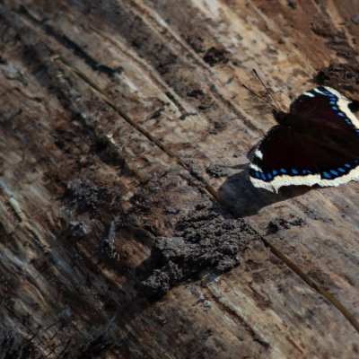 Nymphalis antiopa (babočka osiková), Podkomorské lesy