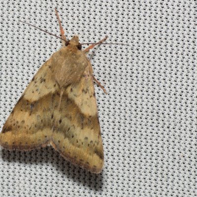 Heliothis adaucta (-), NPR Slanisko u Nesytu