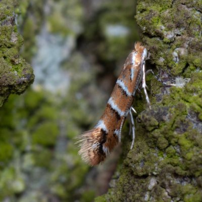 Cameraria ohridella (klíněnka jírovcová), Jevišovice