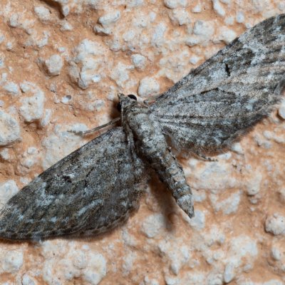 Eupithecia sp., IT, Kuens, Jižní Tyrolsko