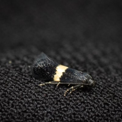 Elachista chrysodesmella (-), NPP Na Adamcích