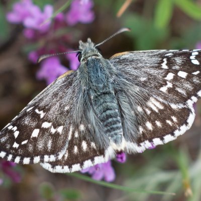 Pyrgus carthami (soumračník proskurníkový), NPR Mohelenská hadcová step