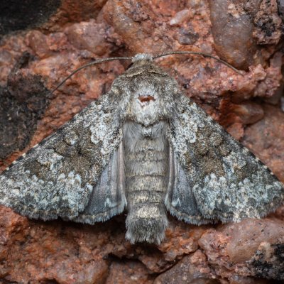 Hecatera dysodea (můra lociková), NPP Červený kopec