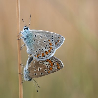 Polyommatus icarus (modrásek jehlicový), PR Prokopské údolí