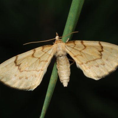 Eulithis pyraliata (píďalka mařinková), PP Černice