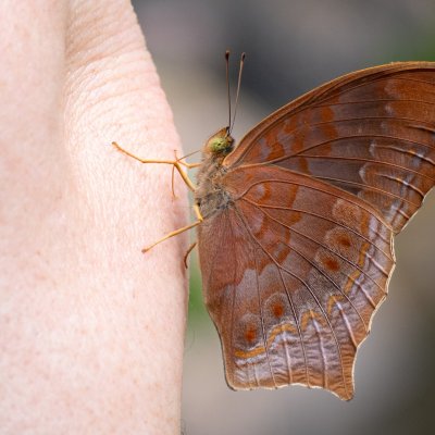 Terinos atlita (-), TH, Khao Sok