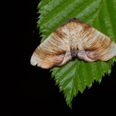 Plagodis dolabraria (kropenatec žíhaný), Podkomorské lesy, Kopeček