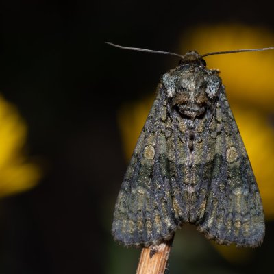 Craniophora ligustri (šípověnka jasanová), Hády