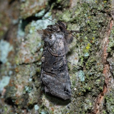 Abrostola tripartita (kovolesklec žahavkový), Žebětín