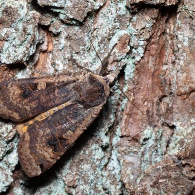 Noctua pronuba (osenice šťovíková), Žebětín