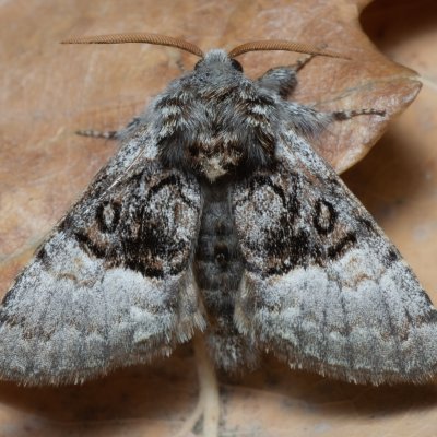 Colocasia coryli (běloskvrnka lísková), PP Kavky
