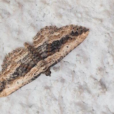 Horisme vitalbata (píďalka zdobená), HR, Jablanac