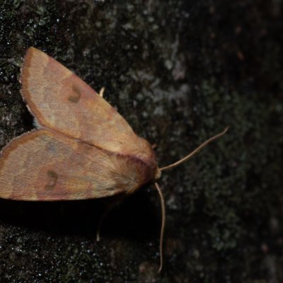 Tiliacea cypreago (-), HR, Jablanac