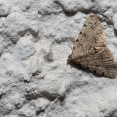 Metachrostis velox (-), HR, Jablanac