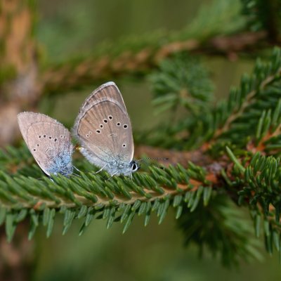 Cyaniris semiargus (modrásek lesní), SK, Štôla